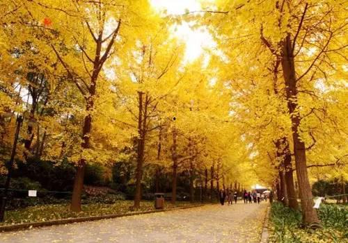 成都银杏树爆料视频 第1张 成都银杏树爆料视频 第1张