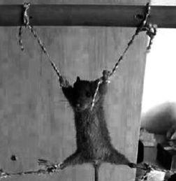 最新爆料老鼠事件,老鼠横行,卫生安全堪忧,最新老鼠事件引发社会关注 第2张 最新爆料老鼠事件,老鼠横行,卫生安全堪忧,最新老鼠事件引发社会关注 第2张